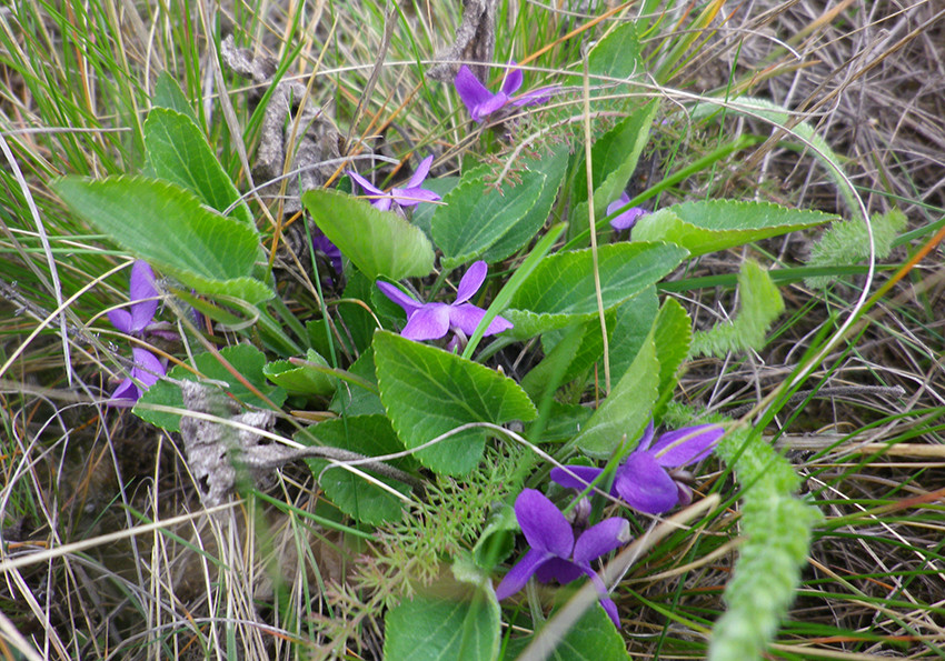  запашна (Viola odorata)